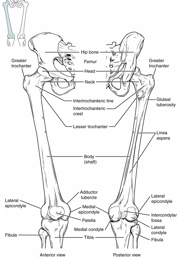 <p>head → articulates w/ acetabulum of pelvic girdle</p><p>neck → bend in bone leading towards head</p><p>gluteal tuberosity → gluteus maximus attachment, on upper outside under neck</p><p>medial condyle → articulates with tibia on inside</p><p>lateral condyle → articulates with tibia on outside</p><p>medial epicondyle → roughened area of femur on medial side of medial condyle</p><p>lateral epicondyle → roughened area of femur on lateral side of lateral condyle</p>