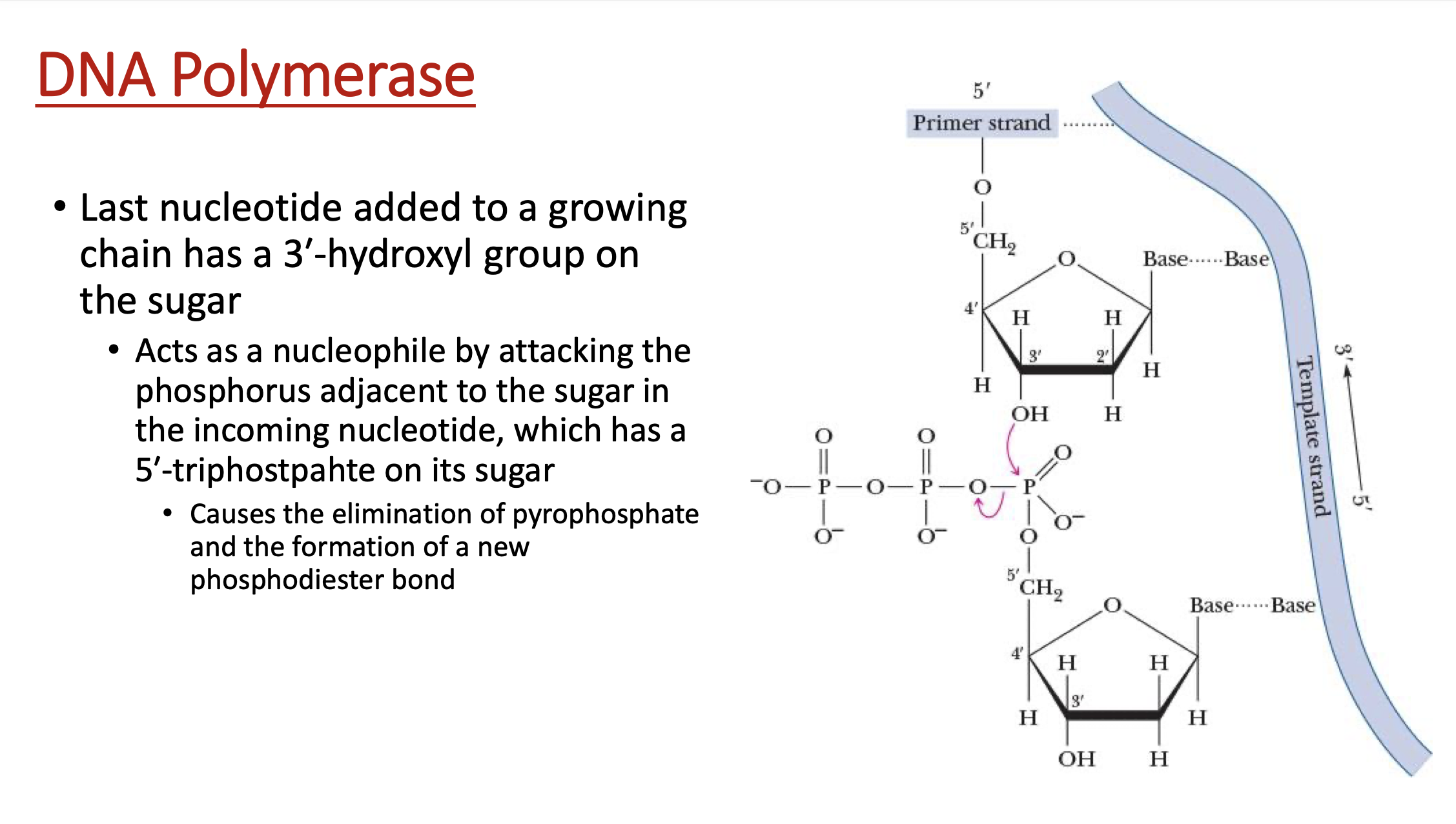 <ol><li><p>dNTP gets attacked nucleophillically by OH group on 3’ carbon of sugar </p></li><li><p>PPi leaves &amp; new phosphodiester bond is formed, connecting to the following sugar’s 5’ </p></li></ol><p></p>