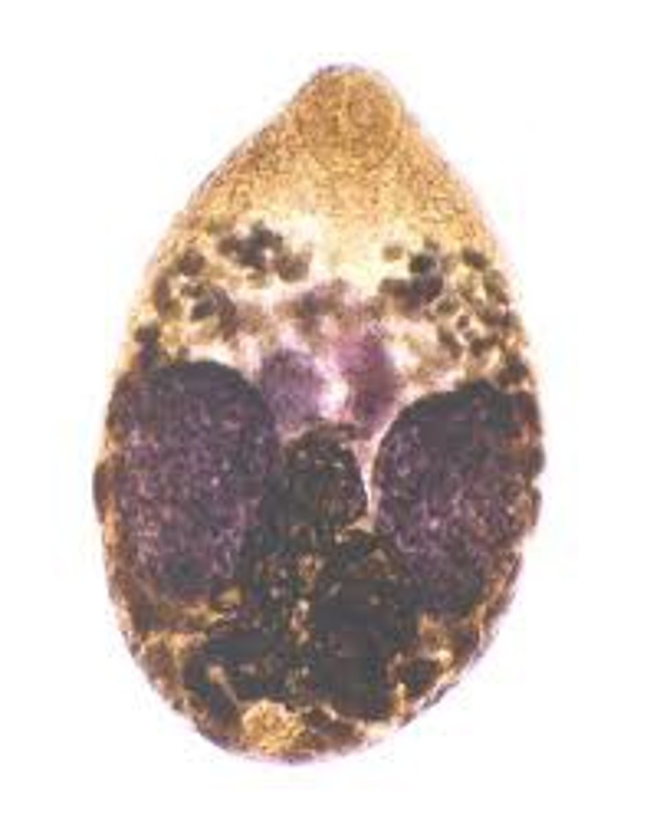 <p>Host: Canines</p><p>1st I. Host = freshwater snail, 2nd I. Host = salmon</p>