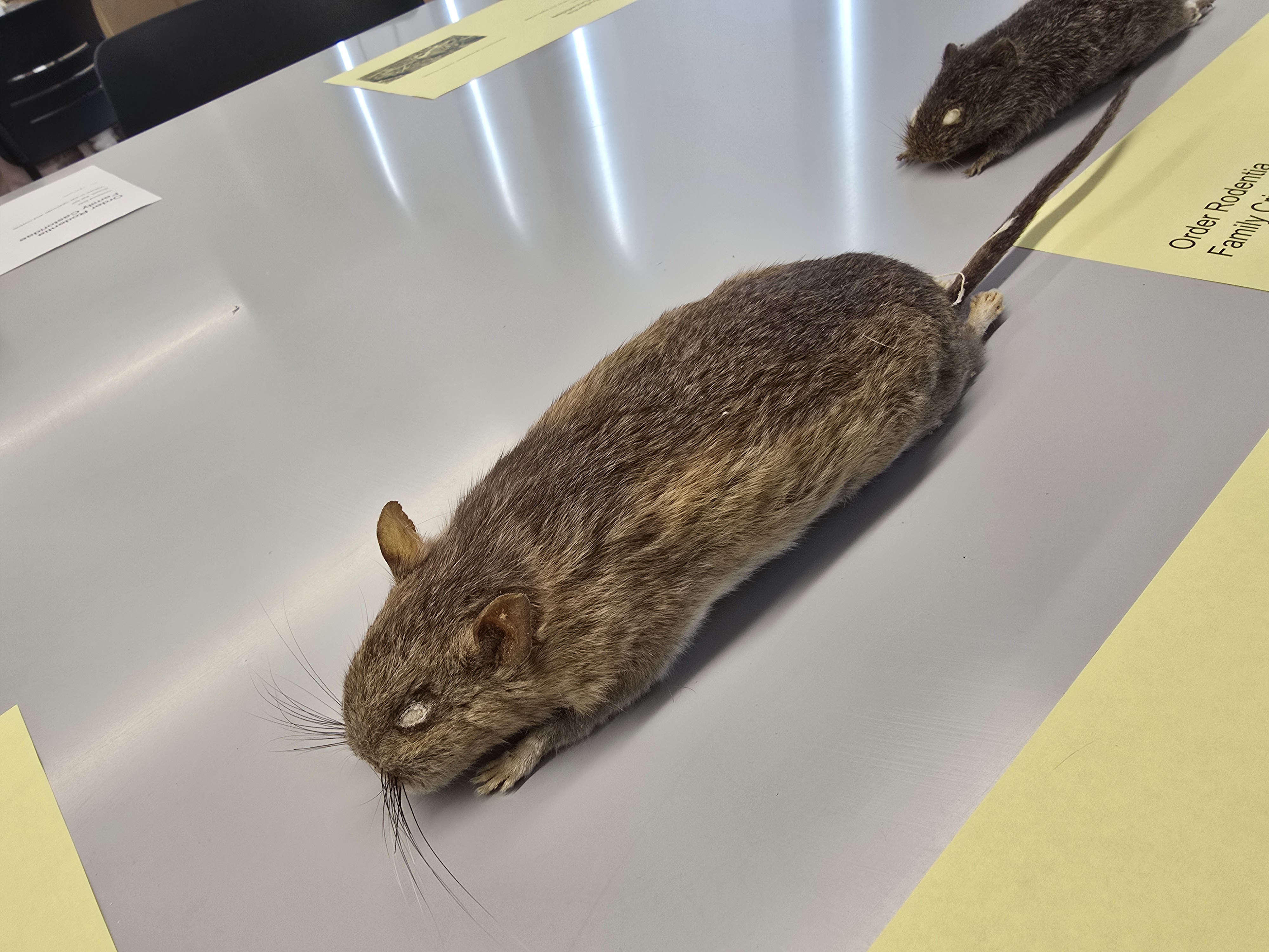 <p><span><span>Neotoma floridana</span></span></p>