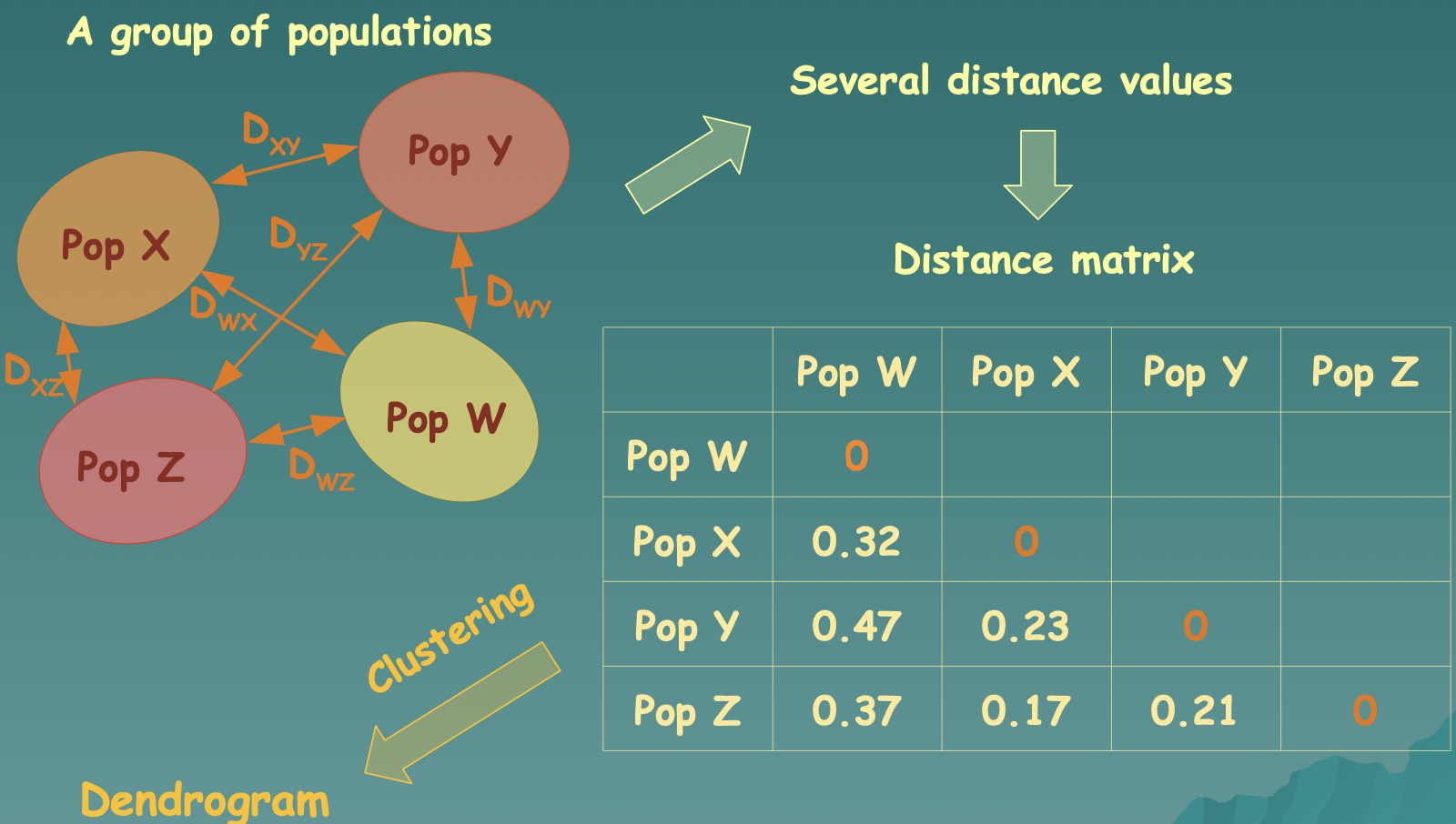 <ul><li><p>A way to measure genetic differentiation</p></li><li><p>Several ways to calculate this, based on allele frequency data between pairs of populations</p></li></ul>