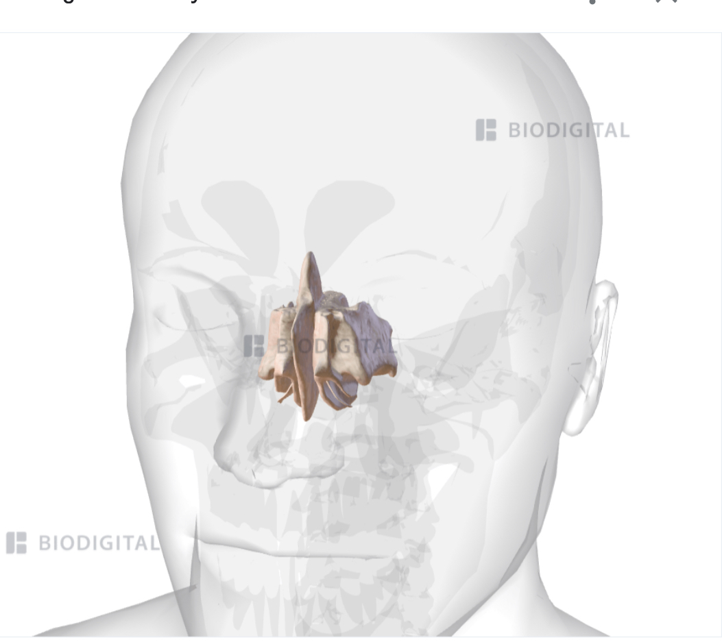 <p>Ethmoid bone (see through)</p>