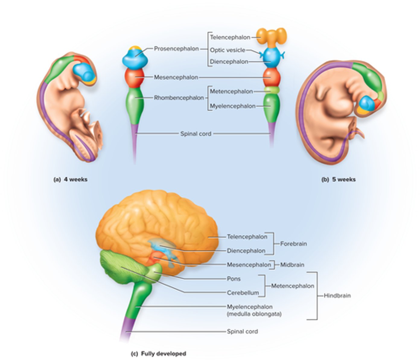 <p>Start: ectoderm</p><p>3 weeks: neurulation- forms neural plate that later makes neurtal fold and groove</p><p>Day 26: neural tube forms</p><p>4 weeks: forebrain, midbrain, hindbrain</p><p>5 weeks: Subdivides into 5 secondary vesicles</p><ul><li><p>Forebrain: telencephalon, diencephalon</p></li></ul><ul><li><p>mid: mesencephalon</p></li><li><p>hindbrain: metencephalon, myelencephalon</p></li></ul><p></p>