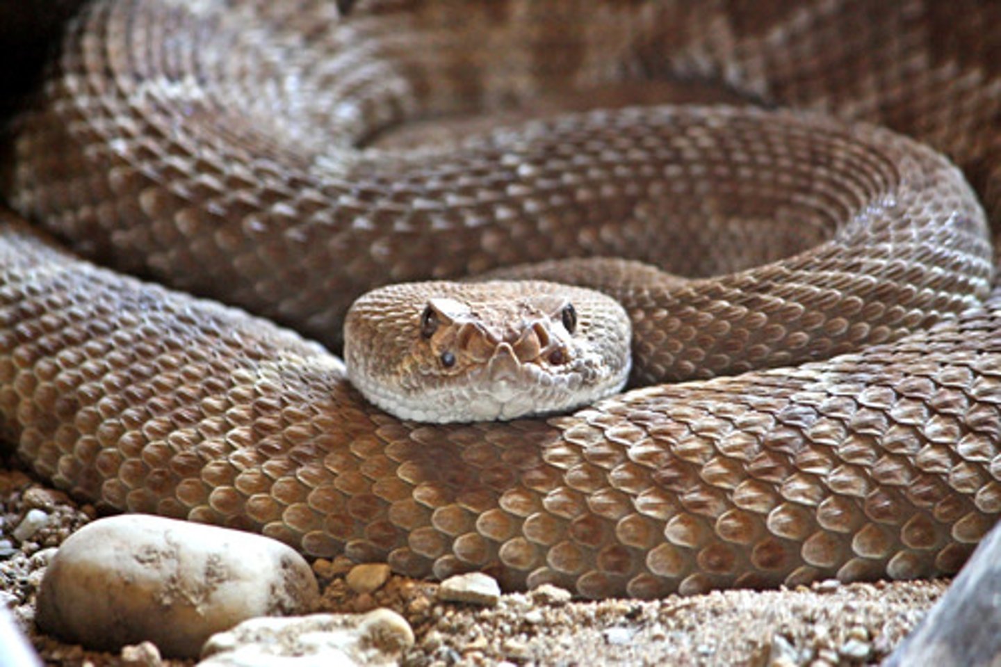 <p>This animal is a long, thin reptile, and many people are scared of it.</p>