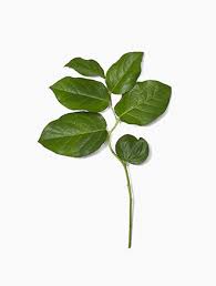 <p>Salal - Gautheria Shallon (Regular, Tips)</p>