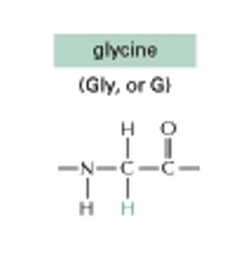 <p>Glycine (H ADDED)</p><p>(NONPOLAR SIDE CHAINS)</p>
