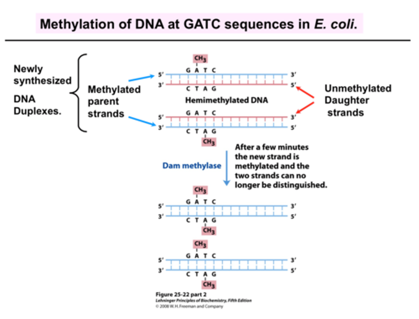 <p>regulate DNA replication</p><p>- Parent strands need to be methylated prior to replications (used to mark OG strand)</p><p>- New strands aren't methylated (until a bit a/f replication)</p><p>- Initiation of replication doesn't occur until DNA is methylated, preventing DNA replication from happening too quickly</p>