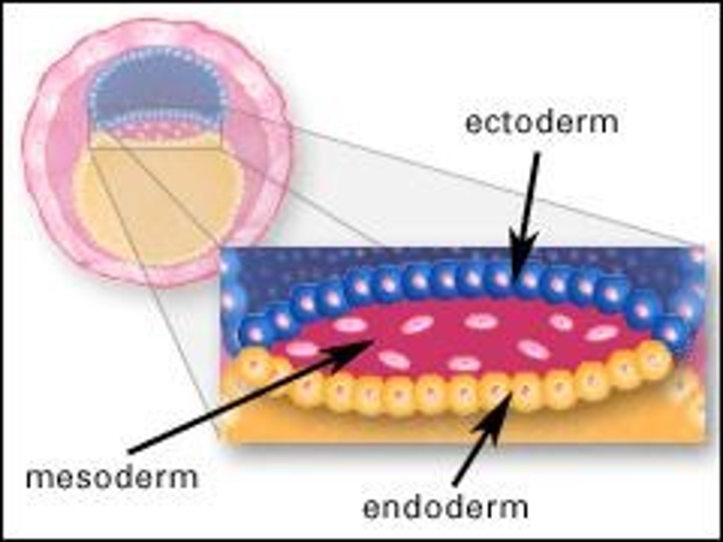 <p>The primary layer which gives rise to the nervous system and the epidermis of skin.</p>