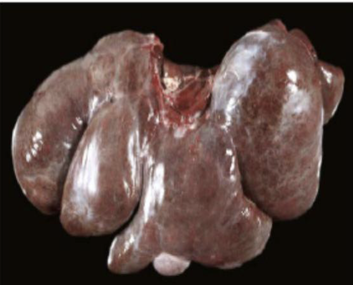 <p>what does the image show?</p>