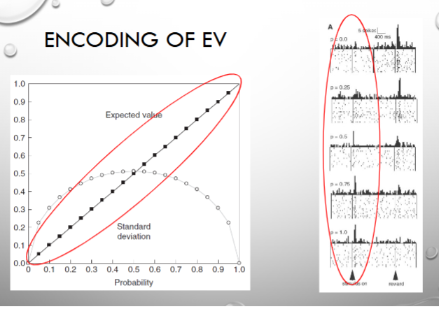 <p>true! one respone encodes EV (response to cue), the other encodes uncertainty (response between cue and reward), and we are most uncertain at 50/50</p>