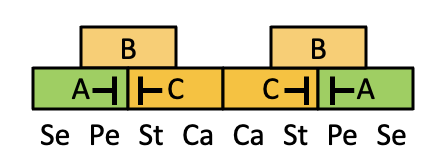 <p><strong>By MADS box genes</strong></p><p>It identifies three classes of homeotic genes (A, B, and C) that work in combination to <span style="color: red;"><strong>determine the identity of the four floral organs</strong></span>.</p><ul><li><p><strong>Combinations:</strong></p><ul><li><p><strong>A alone:</strong> Sepals (se)</p></li><li><p><strong>A + B:</strong> Petals (pe)</p></li><li><p><strong>B + C:</strong> Stamens (st)</p></li><li><p><strong>C alone:</strong> Carpels (ca)</p></li></ul></li></ul><p><strong>Antagonism:</strong> </p><ul><li><p>Class <span style="color: red;">A and C genes inhibit </span>each other </p></li><li><p>A is mutated → <mark data-color="yellow" style="background-color: yellow; color: inherit;">C spreads to the </mark><strong><mark data-color="yellow" style="background-color: yellow; color: inherit;">outer whorls</mark></strong></p></li><li><p>C is mutated → <mark data-color="green" style="background-color: green; color: inherit;">A spreads to the</mark><strong><mark data-color="green" style="background-color: green; color: inherit;"> inner whorls</mark></strong></p></li></ul><p><strong>Homeotic Mutations:</strong> Mutations in these genes cause <u>organs to develop in the wrong place</u> (e.g., petals instead of stamens in "C" mutants).</p><p></p>