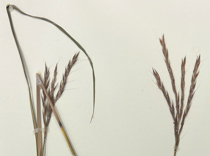 <p>Poales</p><p><span style="background-color: transparent;"><span>Poaceae</span></span></p><p><span style="background-color: transparent;"><em><span>Andropogon gerardii</span></em></span></p>
