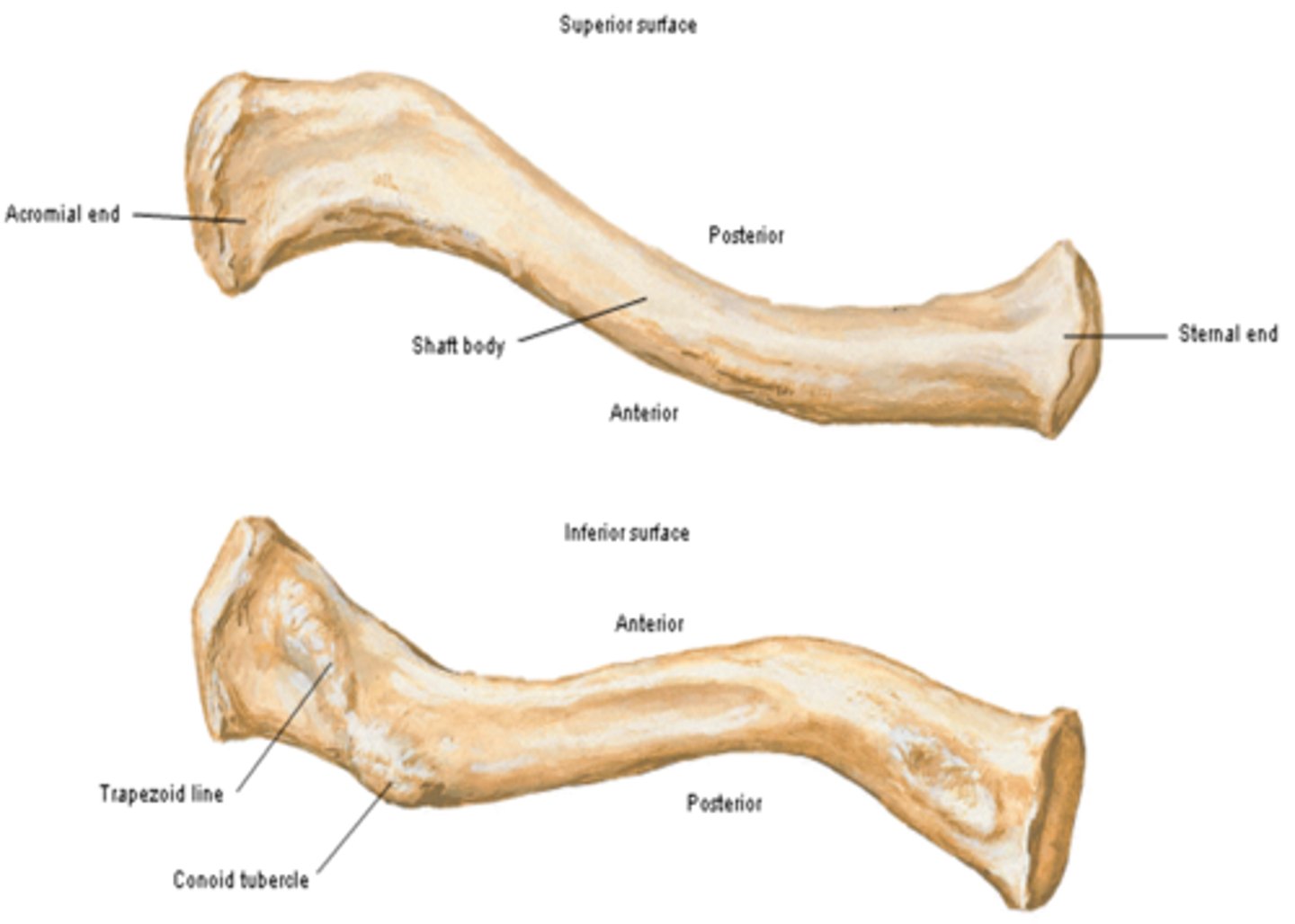 <p>is convex anteriorly, and lateral half concave anteriorly</p>
