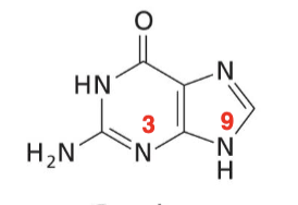 <p>Purine base with an O</p>