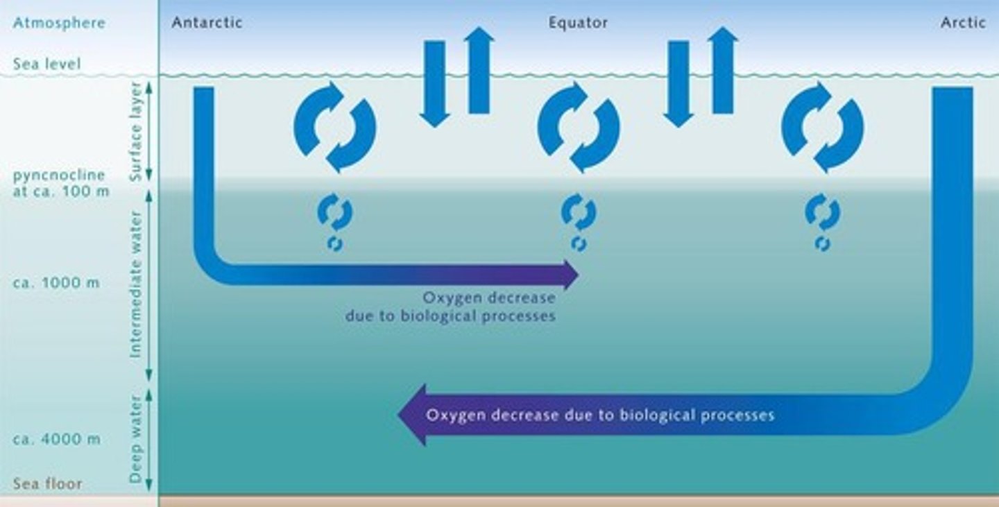 <p>Upward movement of cool, nutrient-rich deep water</p>