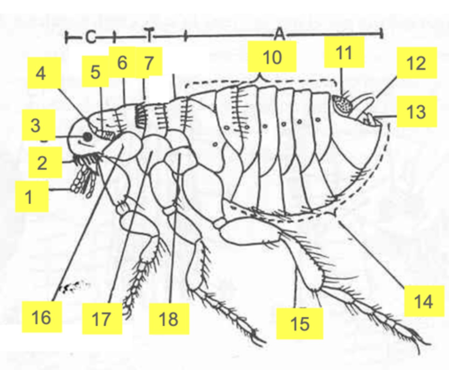 <p>siphonaptera (flea)- where are the mouthparts?</p>