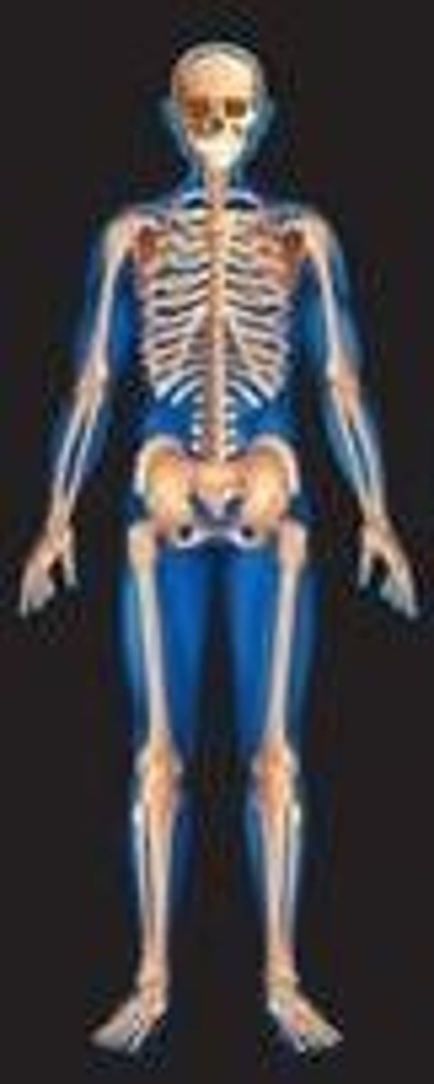 <p>bone, cartilage, ligaments <br>--<br>support, movement, protection</p>
