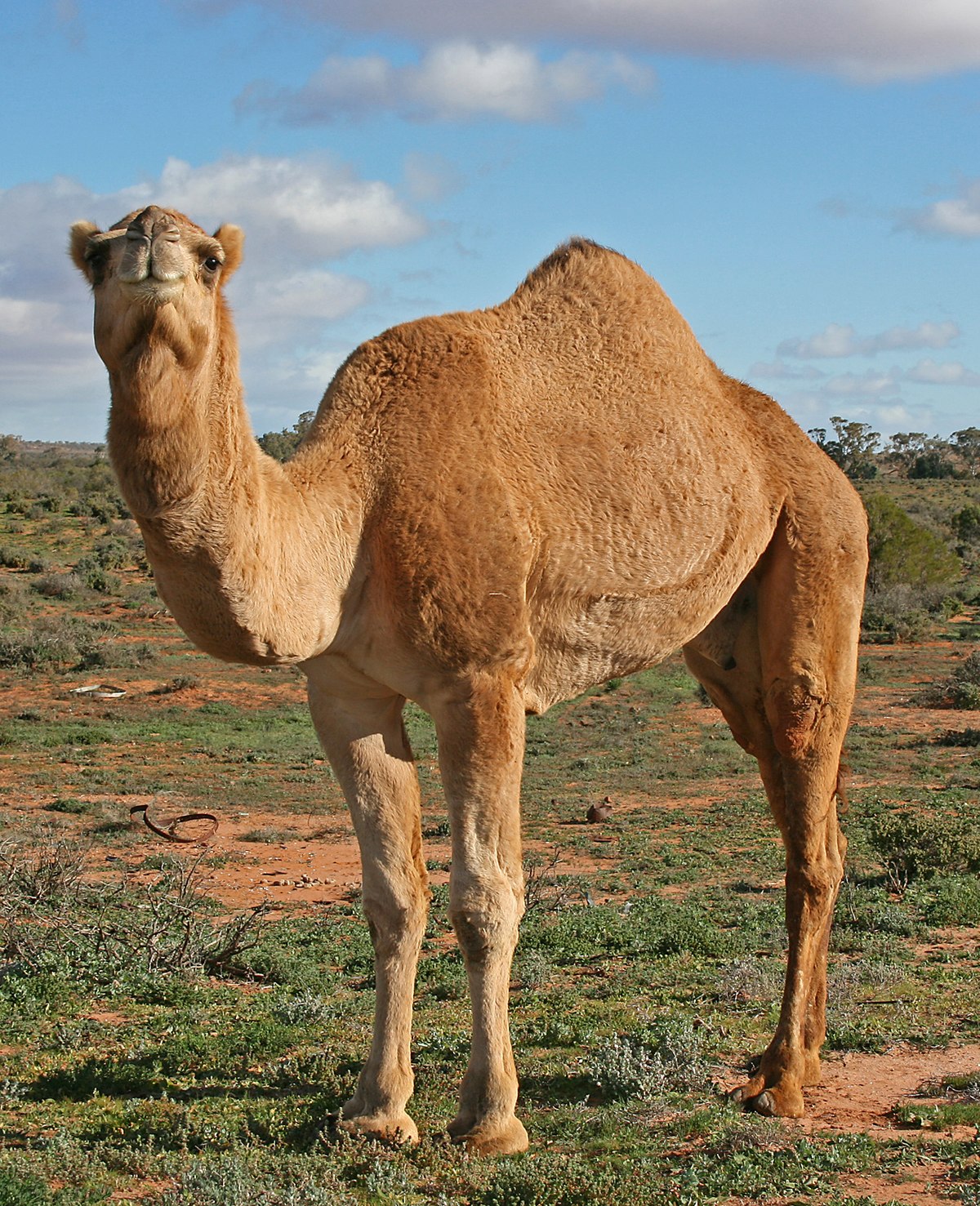 A camel is an even-toed ungulate in the genus Camelus that bears distinctive deposits known as “humps” on its back. Camels were important in the Trans-Saharan Trade because they could carry lots of weight, and they could go long periods without water. 