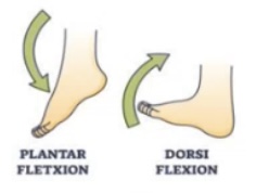 <p>Plantar flexion = toes pointing down</p><p><strong>Plantar</strong> flexion is like pressing a gas <strong>pedal</strong></p><p></p><p>Dorsi flexion = toes up towards the shin</p>