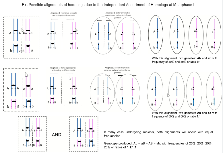 **→ No; with the different crossing-over and recombination, there will continue to be 4 different types of arrangements which produce the genotype: AB, ab, aB, bA**