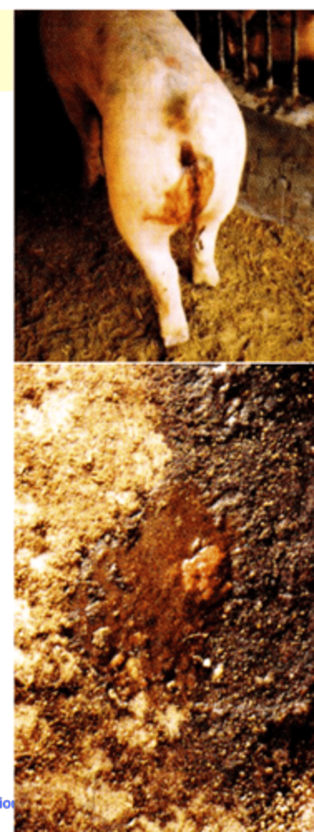 <p>• Light infections: no clinical signs;</p><p>• Massive infections (hundreds/thousands of parasites): anorexia, anemia, mucoid to bloody diarrhea, dehydration, retarded development and death;</p>