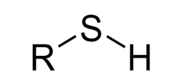 <ul><li><p>Sightly polar (hydrophilic)</p></li><li><p>Help stabilize structures of</p><p>proteins</p></li></ul><p></p>