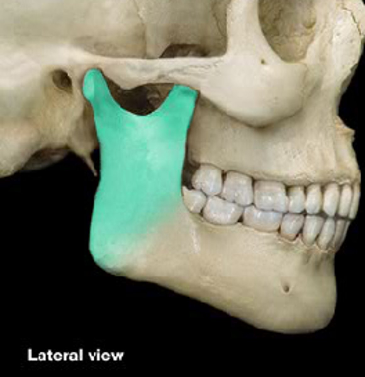 knowt flashcard image