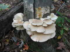 <p>Edible!</p>