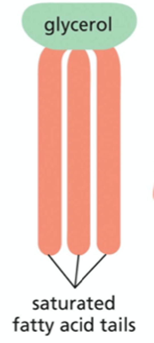 <p>the chain with no double bonds has its full complement of hydrogen atoms</p>