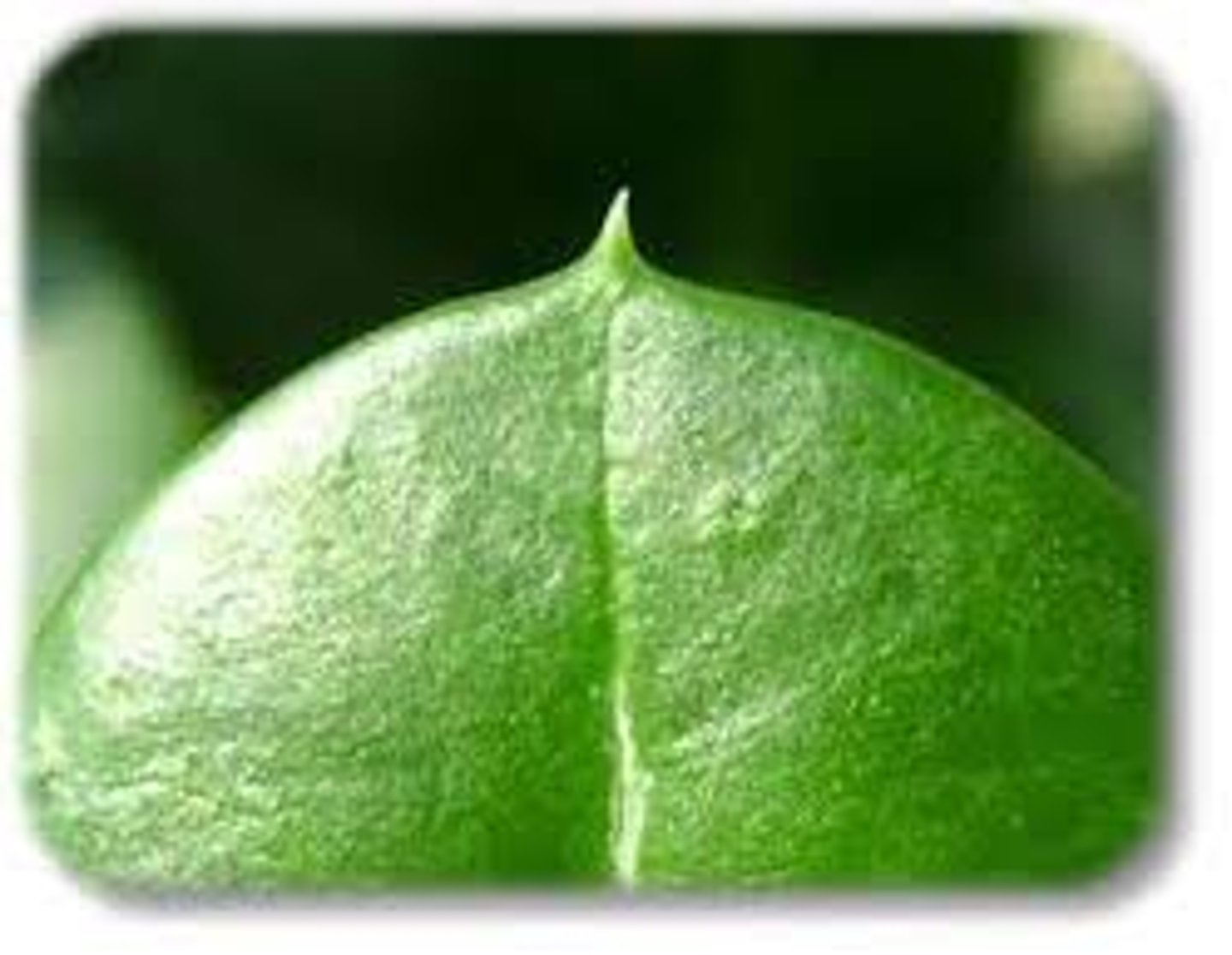 <p>cusped leaf tip</p>