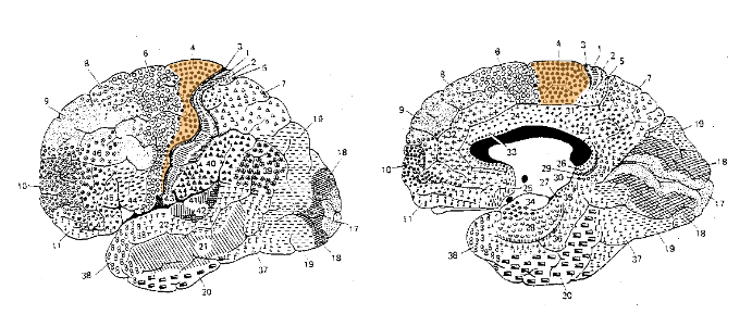 <p>Primary motor cortex is most directly connected to movement.</p>