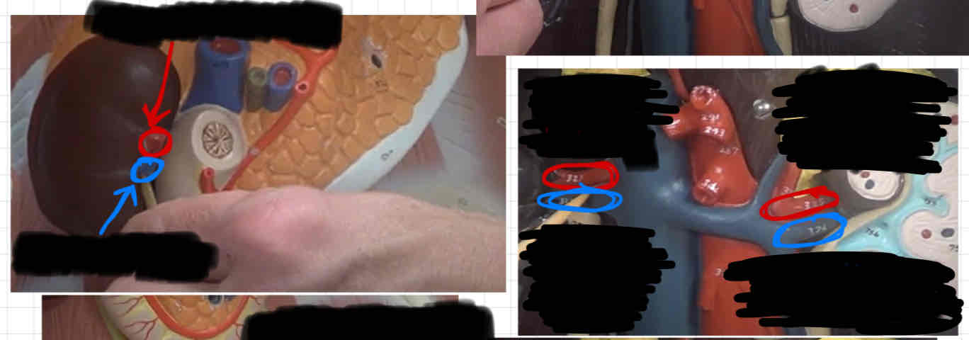 <p>what is circled in red? (torso model)</p>