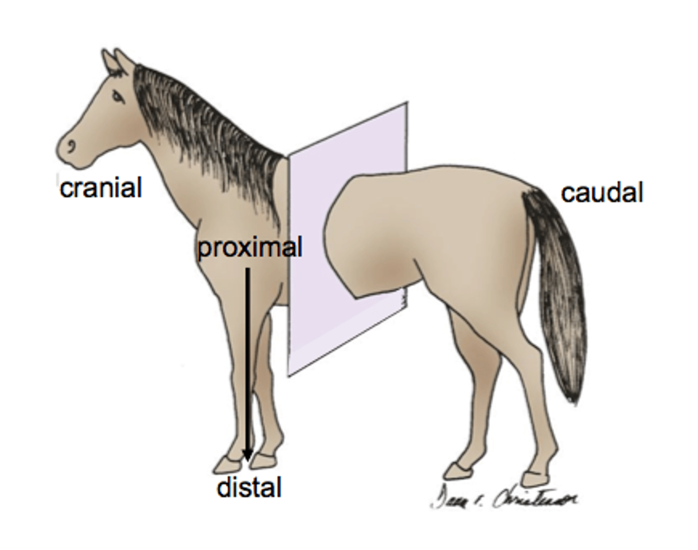 <p>Cranial: closer to the skull</p><p>Caudal: closer to the bottom/tail end of the body</p>