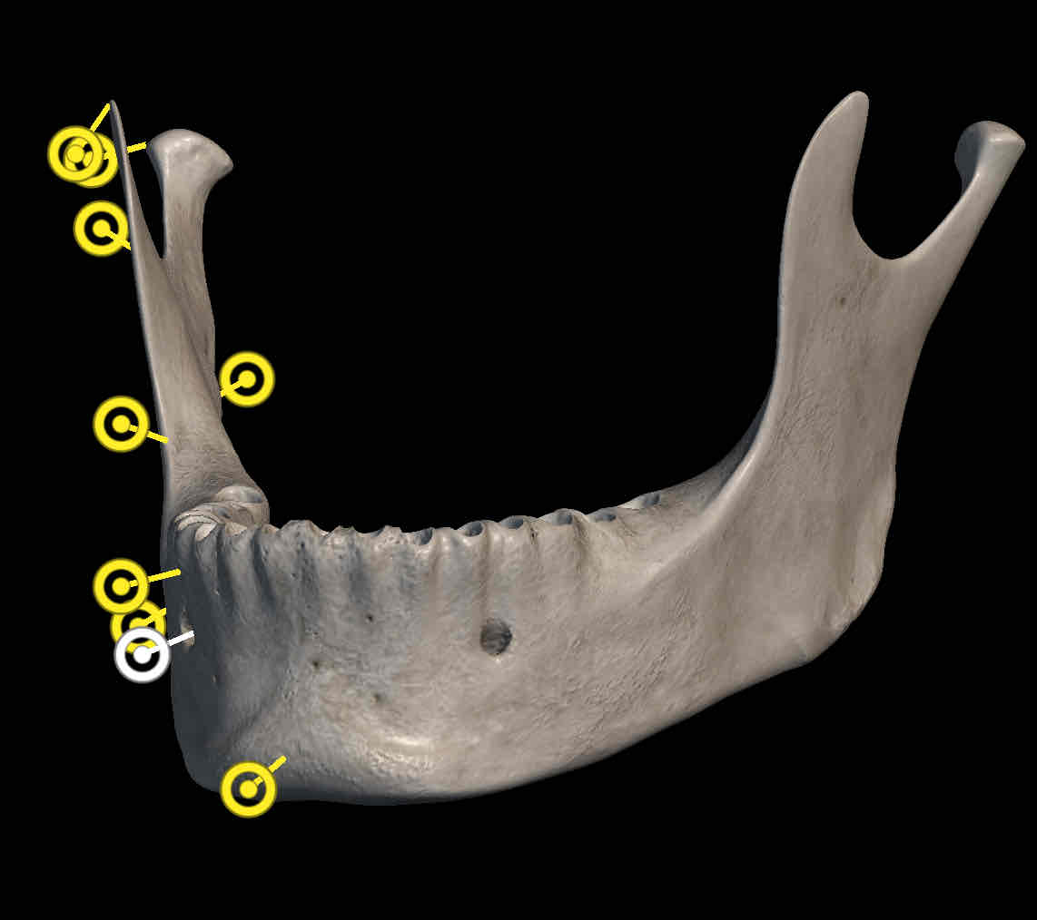 <p>Name holes on mandible </p>