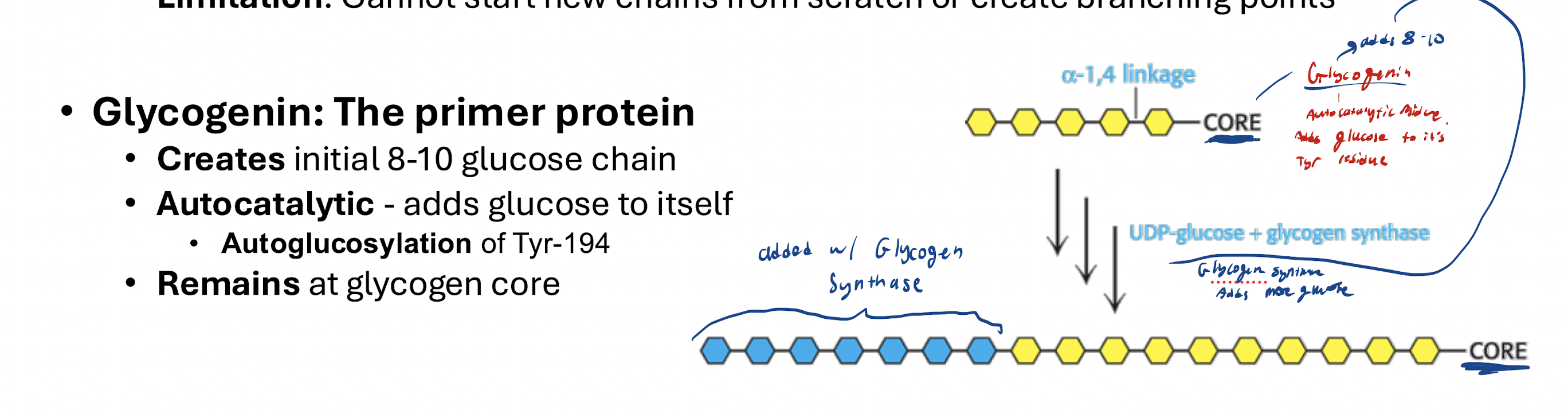 <p>Forms a-1,4 glycosidic bonds</p><p></p><p>UDP-glucose + Glycogen(n) → Glycogen(n+1) + UTP</p><p></p><ol><li><p>Glycogenin must prime by adding initial 8-10 glucose from the core</p></li><li><p>Glucose added via Glycogen Synthase (can’t start new chains or make branching points, so glycogenin has to start the chains and then branching enzyme will do branches)</p></li></ol><p></p>
