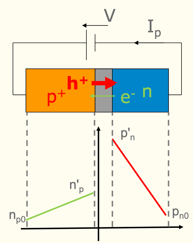 <p>Upward slope for electron minorities, downward slope for hole minorities. Hole minority is placed much higher due to large hole flux from p+ region</p>