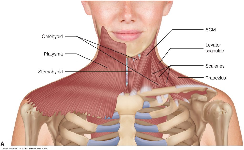 <p>T/F The scalenus anterior muscle</p><p><strong>T -</strong> A. is anterior to the nerves forming the brachial plexus</p><p><strong>F -</strong> B. is attached to the posterior tubercles of the transverse processes of some of the cervical vertebrae</p><ul><li><p><strong>scalenus anterior</strong> originates from the <strong><u>anterior tubercles</u></strong> of the <strong>C3-C6 transverse processes</strong></p></li></ul><p><strong>F -</strong> C. is medial to the vertebral artery</p><ul><li><p><strong>vertebral artery</strong> runs <strong>medial</strong> to the <strong>scalenus anterior</strong></p><ul><li><p>The scalenus anterior is <u>lateral to it</u></p></li></ul></li></ul><p><strong>T -</strong> D. is anterior to the subclavian artery</p><ul><li><p>and the <u>subclavian vein</u> is in front of scalenus anterior</p></li></ul><p><strong>T -</strong> E. is lateral to the inferior cervical ganglion.</p>