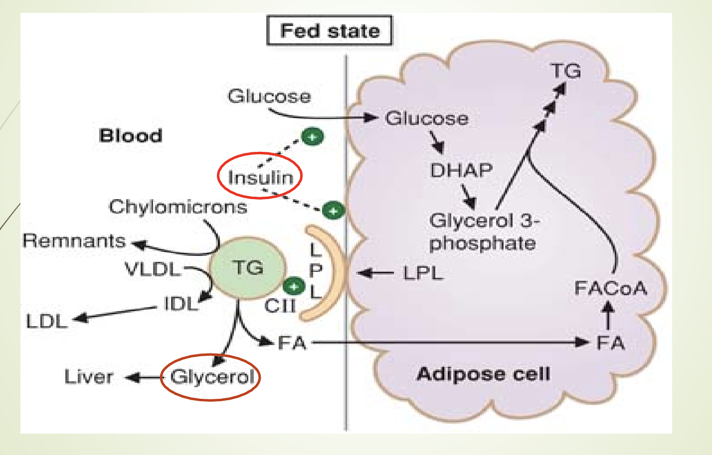 <ul><li><p><span>LPL releases fatty acids from TG in chylomicrons/VLDL.</span></p></li><li><p><span>Fatty acids enter adipocytes.</span></p></li><li><p><span>Re‑esterified with glycerol‑3‑phosphate to form TG.</span></p></li><li><p><span>Stored in adipose cells.</span></p></li></ul><p></p>