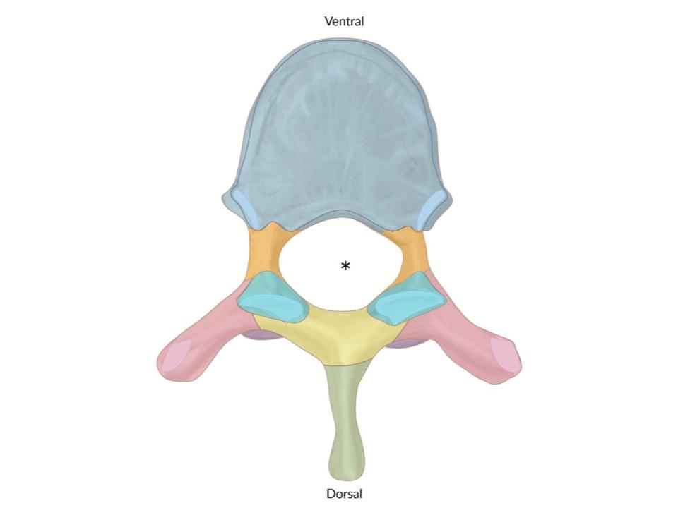 <p>Yellow region</p>