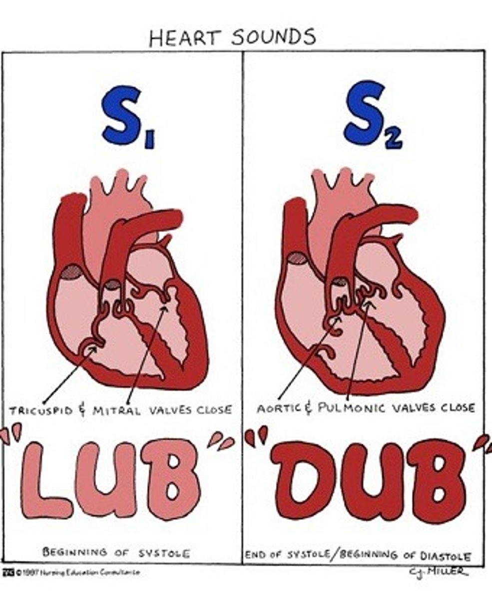 <p>"lub" = AV valves close --> ventricular systole closes AV valves</p><p>"dub" = SL valves close --> ventricular diastole, aterial pressure closes SL valves</p>