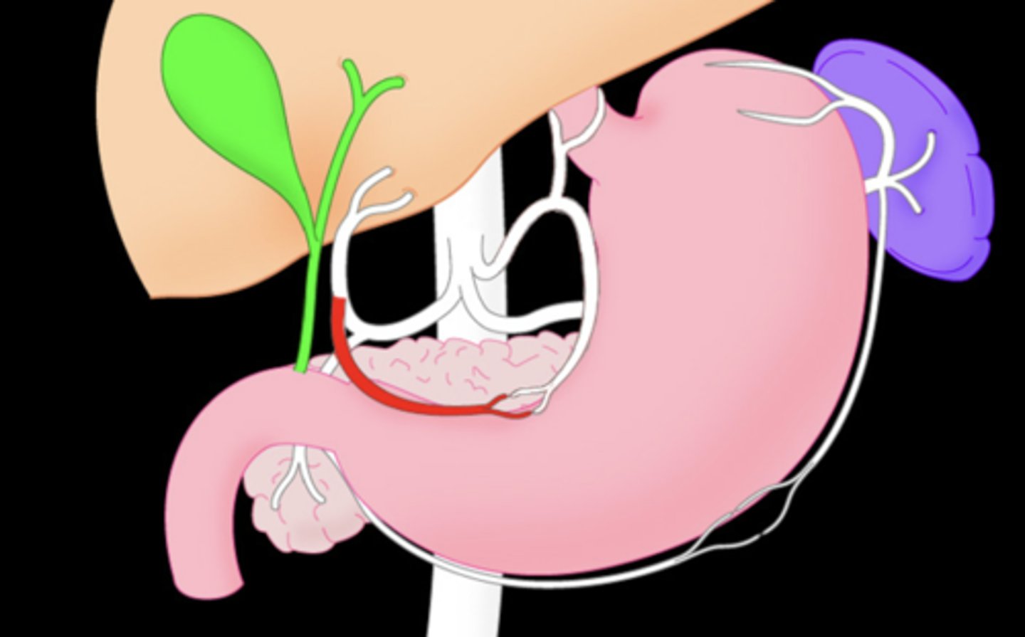<p>Proximal branch off the hepatic artery that wraps along the lesser curvature of the stomach (going toward the mouth)</p>