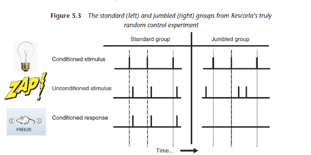 <p><strong>contiguity -</strong> closeness in time and space</p><p></p><p><strong>Resclorla:</strong> the jumbled group does not learn, despite getting the same stimuli. what is missing? the pigeons in the jumbled condition get contiguity, but no contingency</p><p><br><strong>Contingency - </strong>one stimulus necessarily follows the other</p>