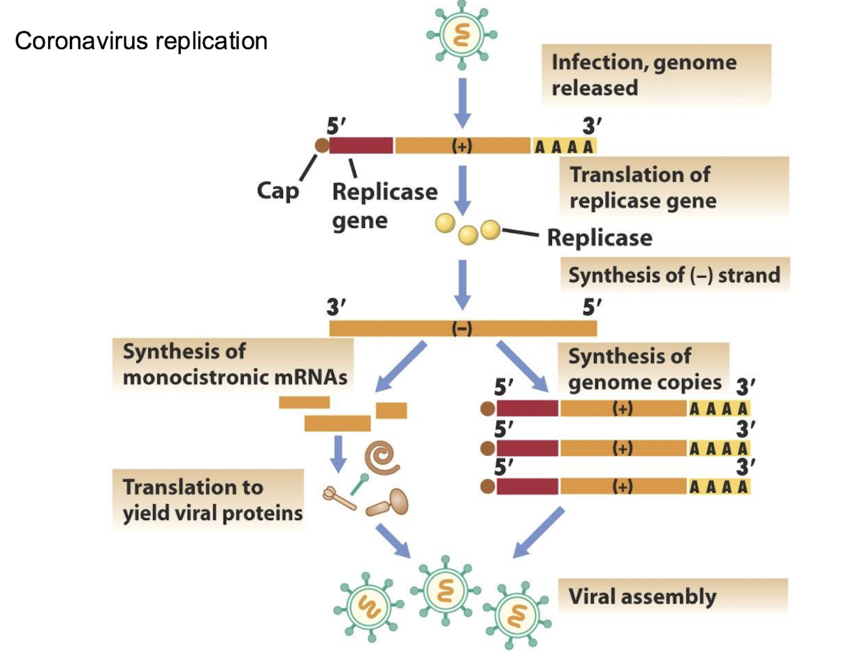 <p><strong>A viral enzyme that synthesises RNA from an RNA template; essential for Classes III, IV (genome replication), and V. </strong></p>