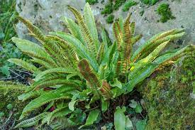 <p><em>Aspleniaceae -</em> sleziníkovité</p><p><em>Asplenium scolopendrium -</em> jelení jazyk celolistý (hart’s tongue fern)</p>