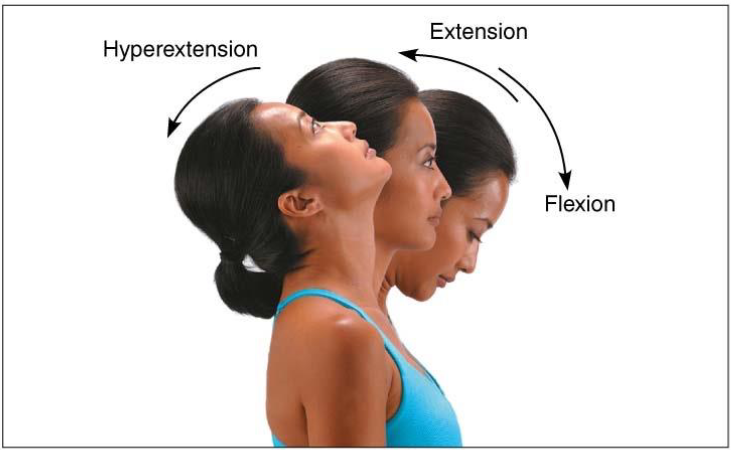 <ul><li><p>Movement permitted by synovial joint</p></li><li><p>Increase or decrease angle between 2 bones</p></li><li><p><strong>Flexion</strong>: decreases angle</p></li><li><p><strong>Extension</strong>: increases angle </p></li><li><p><strong>Abduction</strong>: away from midline</p></li><li><p><strong>Adduction</strong>: towards midline</p></li><li><p><strong>Rotation</strong>: medial. lateral</p></li></ul><p></p>