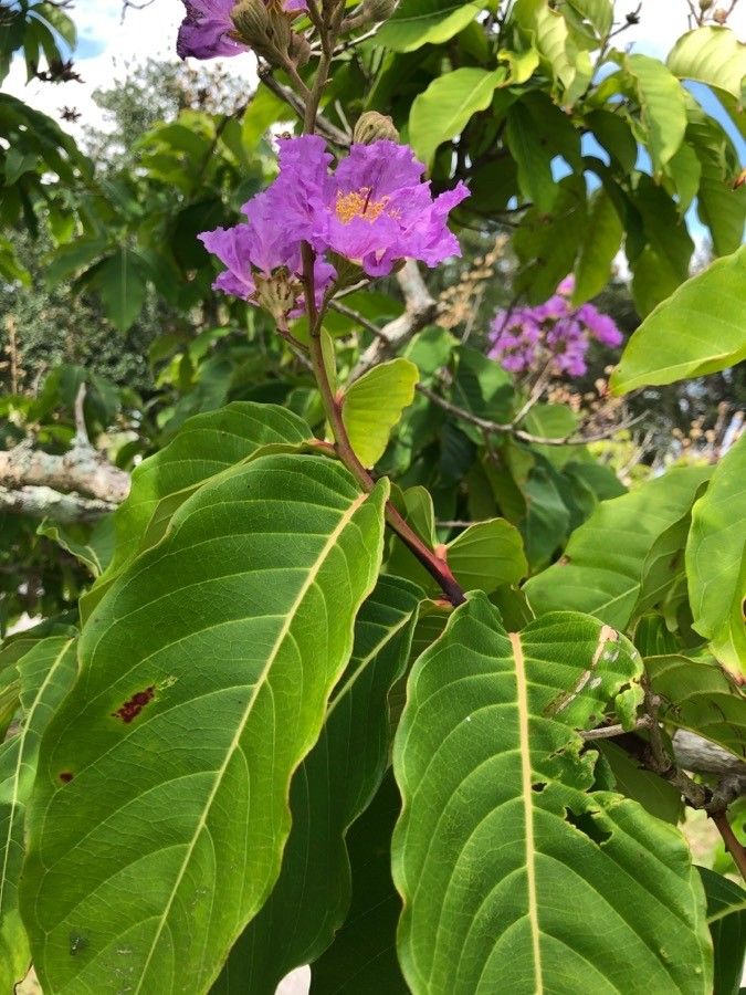 <p>Biological Origin:<strong> Lagerstroemia speciosa (L.) Pers. (Lythraceae)</strong></p><p>Common Name<u>:</u><strong><u> Banaba</u></strong></p><p>Part used: <strong>Leaves</strong></p><p>Medicinal use:</p><p>Leaves</p><p><strong>● <u>Antidiabetic</u> </strong></p><p>Secondary metabolites:</p><ul><li><p><strong><u>Corosolic acid</u></strong></p></li><li><p><strong><u>Ellagic acid (</u>Ellagitannins)</strong></p></li></ul><p></p>