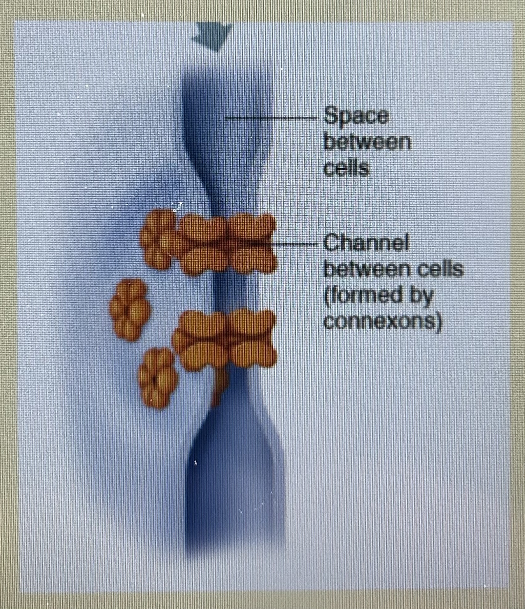 <ul><li><p>hollow channels (connexins) from both plasma membranes connect with each other </p></li><li><p>connexins are composed of integral proteins - depending on type it will be different integral proteins that make it up </p></li></ul><p></p>