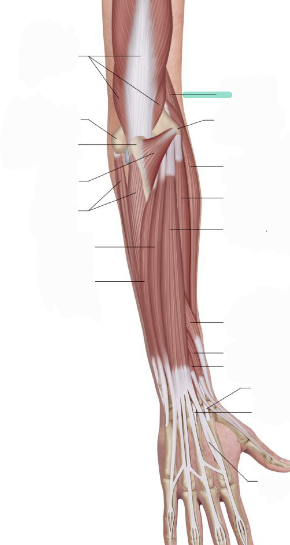 <p>Flexes elbow</p>