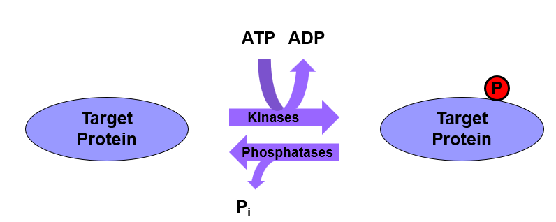 __kinases__: phosphorylate

__phosphatases__: de-phosphorylate

\
__phosphorylation cascades__

* proteins will phosphorylate then next one in line
* each one phosphorylates several molecules
* **amplification** of signal