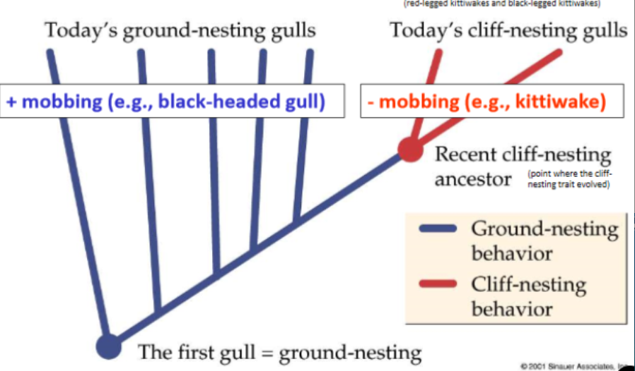 <ul><li><p>an accurate phylogeny:</p><ul><li><p>e.g. phylogeny shows gulls lost the risky behaviour of mobbing when the cliff-nesting trait evolved</p></li></ul></li></ul>